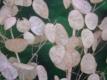 Judaspfennig-Silberling Lunaria annua Samen