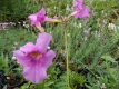 Freilandgloxinie Incarvilea delavayi Samen
