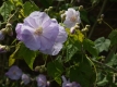 Schönmalve Samen Abutilon vitifolium