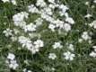 Hornkraut Cerastium tomentosum Pflanze