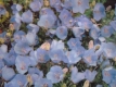 Karpaten-Glockenblume Samen