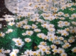 Zwergmargerite Chrysanthemum paludosum Samen