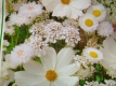 Bouquet Mischung White Designer Samen