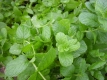 Zitronenmelisse Melissa officinalis Samen