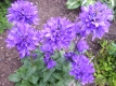 Knäuelglockenblume Samen