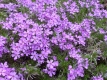 Polsterphlox blau Pflanze