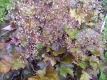 Purpurglöckchen Palace Purple Pflanze