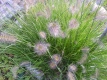 Lampenputzergras  Pennisetum alepecuorides Samen