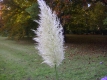 Pampasgras Cortaderia selloana weiss Samen