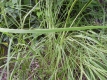 Goldbandleistengras Spartina pectinata Aureomarginata Samen