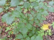 Hainbuche Carpinus betulus wurzelnackt ca.100 cm 10 St.