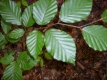 Hainbuche Carpinus betulus wurzelnackt ca.100 cm 10 St.