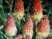 Fackellilie Kniphofia uvaria Samen