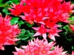 SEDUM spurium 'Summer Glory' Samen
