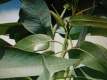 Blaugummibaum  Eukalyptus globulus Samen