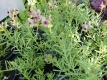 Leinkraut Linaria aeruginea Neon Lights Samen