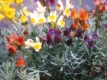 Leinkraut Linaria aeruginea Neon Lights Samen