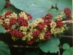 Amerikanische Narde Aralia racemosa Samen