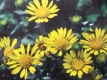 Gummipflanze Grindelia robusta Samen