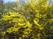 Goldglöckchen Forsythia intermedia