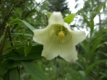 Glockenwinde Codonopsis pilosula Pflanze