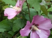 Garteneibisch Hibiscus syriacus Pink Giant Pflanze