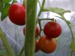 Tomate Matina Samen