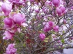Purpurmagnolie Susan Pflanze