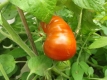 Tomate Noire Cosebeuf kartoffelblättrig Samen