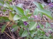 Gojibeere Lycium barbarum Pflanze
