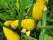 Speisekürbis Crookneck Yellow Summer Samen