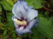 Garteneibisch Hibiscus syriacus Marina Pflanze