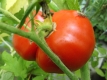 Tomate Saint Pierre Samen