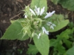 Muskatellersalbei Salvia sclarea Pflanze