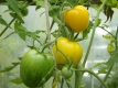 Tomate Golden Sweet Samen