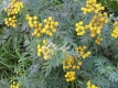 Rainfarn Chrysanthemum vulgare Samen