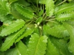Heilziest Stachys officinalis Pflanze