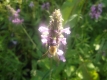 Heilziest Stachys officinalis Pflanze