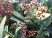 Japanische Blütenskimmie Skimmia japonica Rubella Pflanze