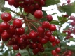 Roter Holunder Sambucus racemosa Samen