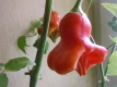 Chili Glockenchili Bishops crown C. Annuum Samen