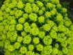 Goldwolfsmilch Euphorbia polychroma Pflanze