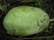 Wassermelone BROT VON BABYLON Citrullus sp. Samen***