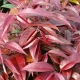 Lavendelheide Royal Ruby Pflanze