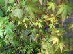 Fächerahorn Murasaki kiyohime Pflanze