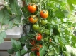 Tomate Baumtomate De Berao Gigant getopfte Pflanze