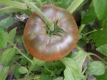 Tomate Zebra Rita getopfte Pflanze