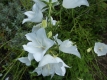 Pfirsichblättrige Glockenblume Alba Samen