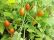 Tomate Small Egg Wildtomate Pflanze