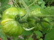 Tomate Green Zebra Samen